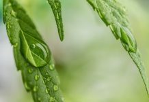 cannabis leaf with water drops