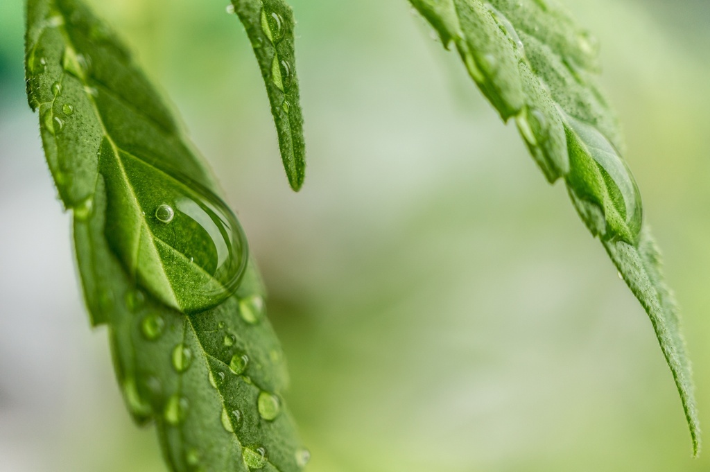 cannabis leaf with water drops