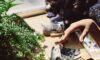 The Etiquette of Cannabis in Social Settings